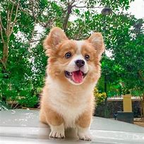 Image result for Adorable Baby Corgi