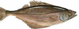 Image result for Arrowtooth Flounder