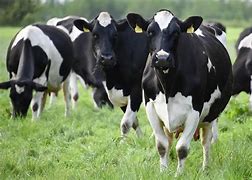 Image result for Friesian Cow On the Beach