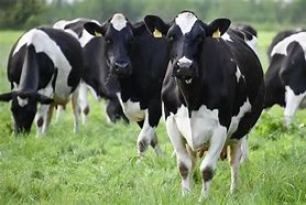 Image result for Friesian Cow Showing