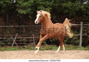 Image result for Welsh Pony Sections