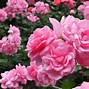 Image result for Itali Roses