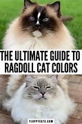 Image result for Ragdoll All White