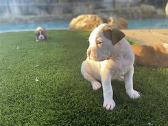 Image result for AKC Boxer Puppies