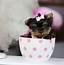 Image result for Cute Little Puppy Teacup Yorkie