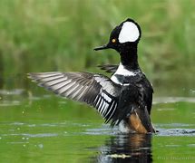 Image result for Standing Hooded Merganser