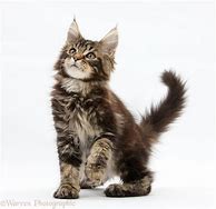 Image result for 12 Week Old Main Coon Kitten