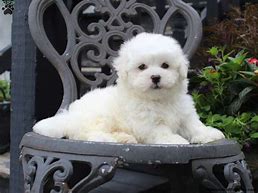 Image result for Bichon Terrier Puppies Mesa