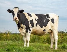 Image result for Friesian Cow Showing