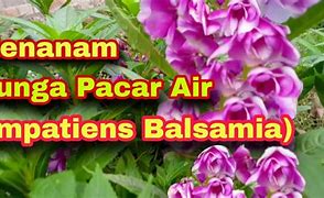 Image result for Tumbuhan Pacar Air