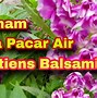 Image result for Tumbuhan Pacar Air