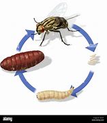 Image result for House Fly Pupa