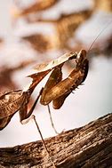 Image result for Praying Mantis Insect