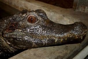 Image result for Paleosuchus