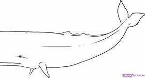 Image result for Sperm Whale Art