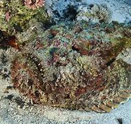 Image result for Deadly Sea Creatures