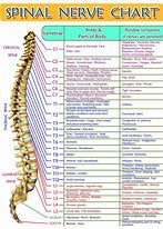 Image result for Spinal Chart Hand Out