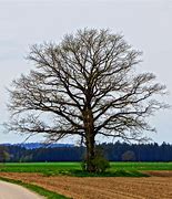 Image result for Solitary Tree