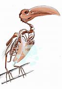 Image result for Toucan Skeleton