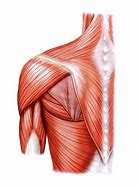 Image result for Shoulder Muscular Anatomy