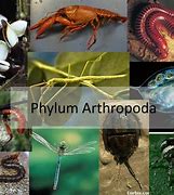 Image result for Arthropoda Phylum Tree