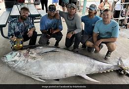 Image result for Giant Bluefin