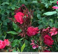 Image result for Witches Broom On Roses Sign of Disease