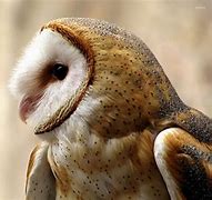 Image result for Barn Owl Wallpaper