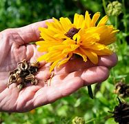 Image result for Flowers Seeds