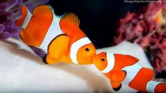 Image result for Clownfish Eyes