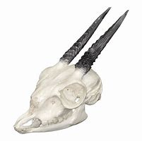 Image result for Dik Dik Skull