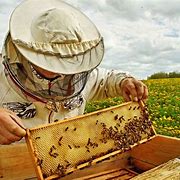 Image result for Honey Beekeeping