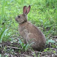 Image result for brown hare baby