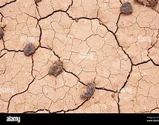 Image result for Dried Desert