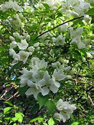 Image result for May Day Tree