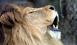 Image result for Loud Lion Roar