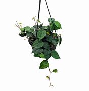 Image result for Piper Betel Plant