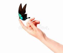 Image result for Butterfly Carrying Another Butterfly