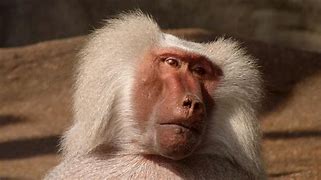 Image result for Albino Baboon