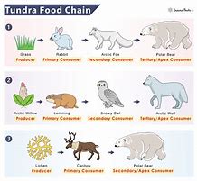 Image result for Animals in Tundra Biome