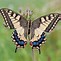 Image result for Butterfly Carrying Another Butterfly