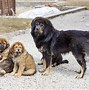 Image result for Most Loved Dog Breed