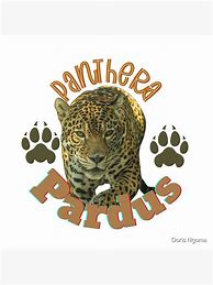 Image result for Nimr Panthera Pardus Poster