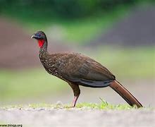 Image result for Crested Guan Bird