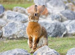 Image result for Mini Rex Babies