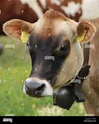 Image result for Brow Swiss Cow