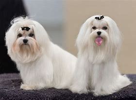 Image result for A Maltese Dog