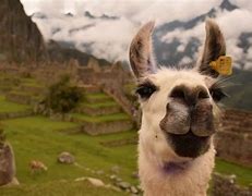 Image result for Que Hacer En Peru