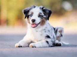 Image result for Cutest Dogs