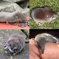 Image result for Shrew Animal